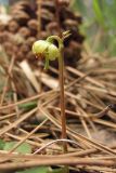 Pyrola chlorantha. Цветущее растение. Крым, окр. г. Ялта, сосновый лес. 8 июня 2012 г.