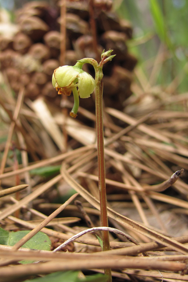 Изображение особи Pyrola chlorantha.