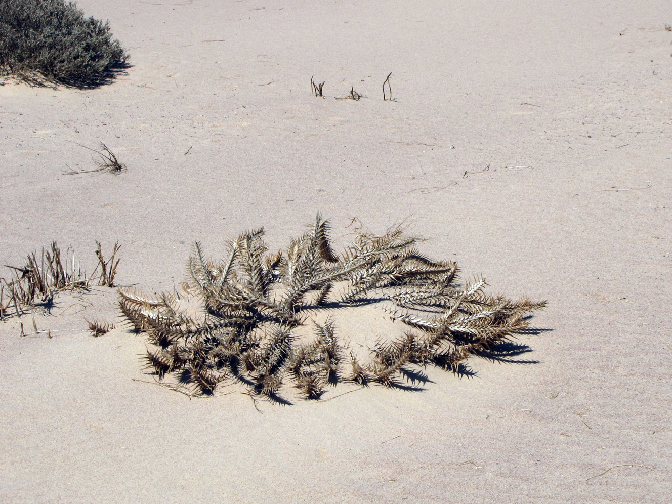 Image of Blepharis attenuata specimen.