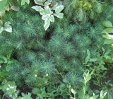 Euphorbia cyparissias