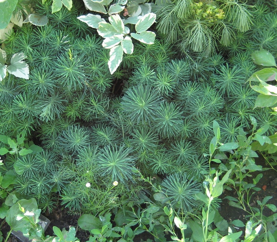 Изображение особи Euphorbia cyparissias.