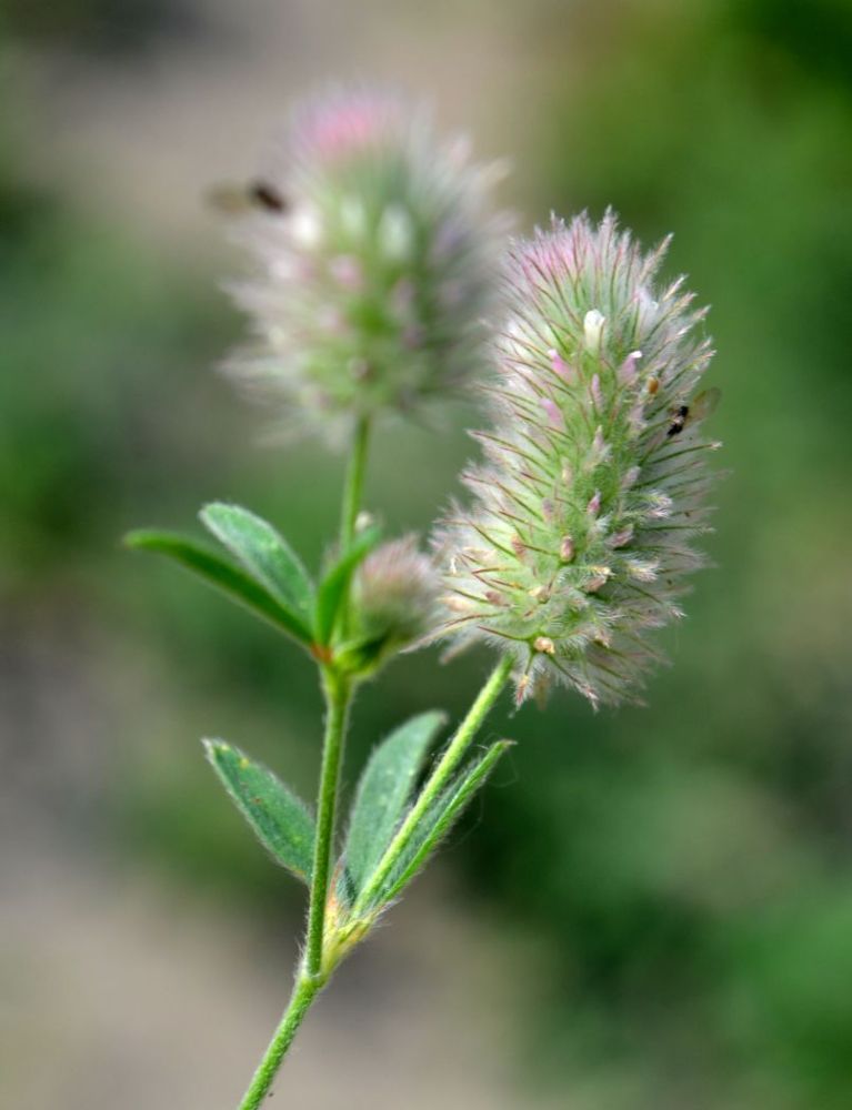 Изображение особи Trifolium arvense.