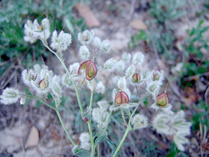 Изображение особи Rindera tetraspis.