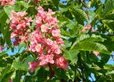 Aesculus × carnea. Соцветие и листья. Подмосковье, г. Одинцово, городской парк. Июнь 2012 г.