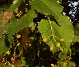 Tilia cordata. Ветвь с незрелыми плодами. Курская обл., Железногорский р-н, берег р. Свапа, у р. Мицень. 15 августа 2007 г.