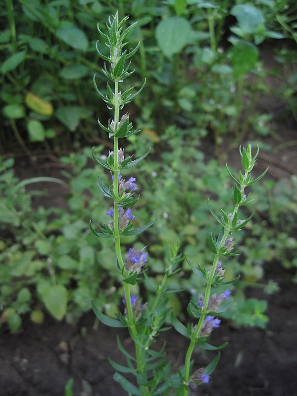 Изображение особи Hyssopus officinalis.