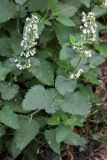 Nepeta cataria