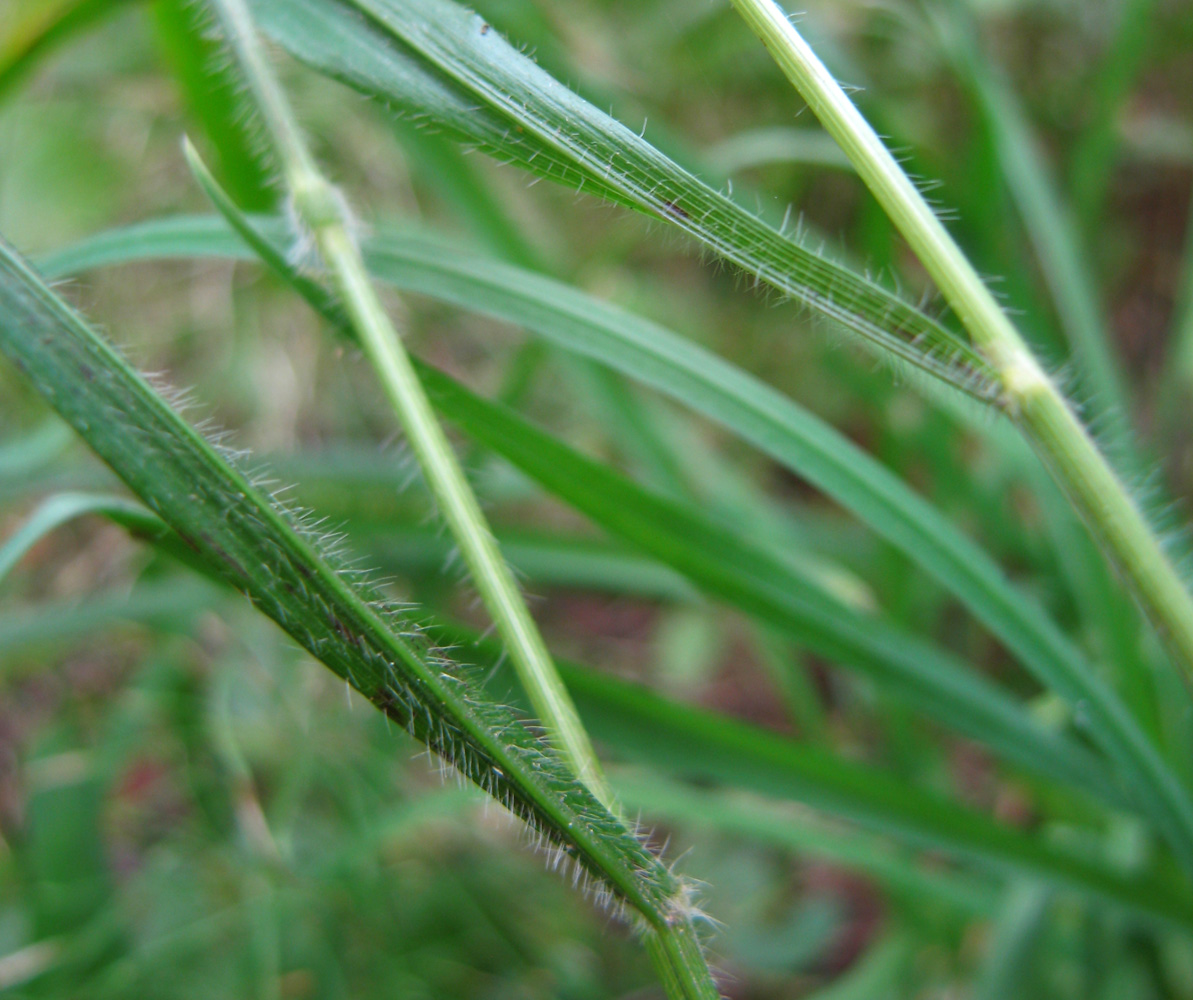 Image of Brachypodium sylvaticum specimen.