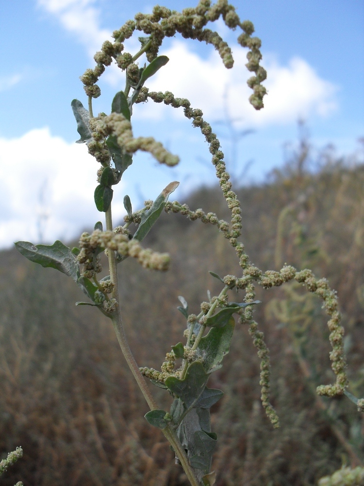 Image of Atriplex tatarica specimen.