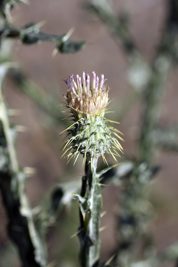 Изображение особи Cousinia perovskiensis.