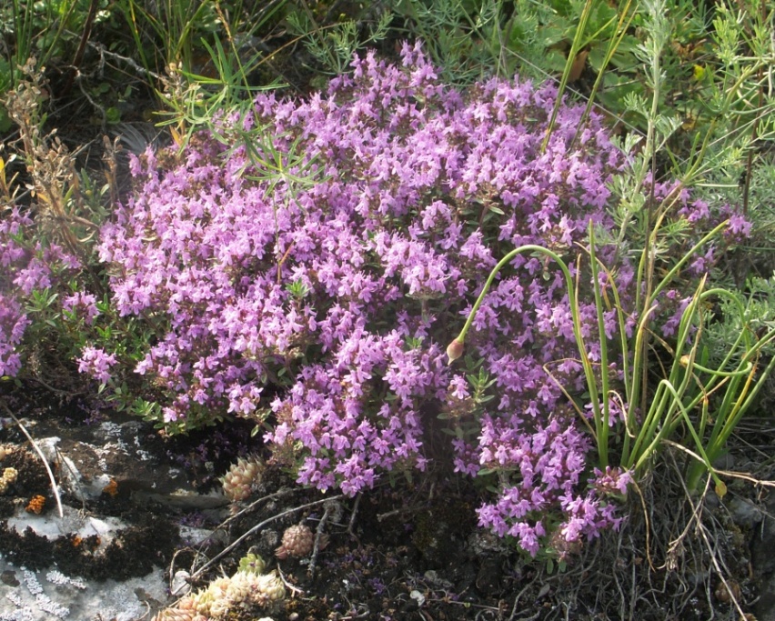 Изображение особи Thymus minussinensis.