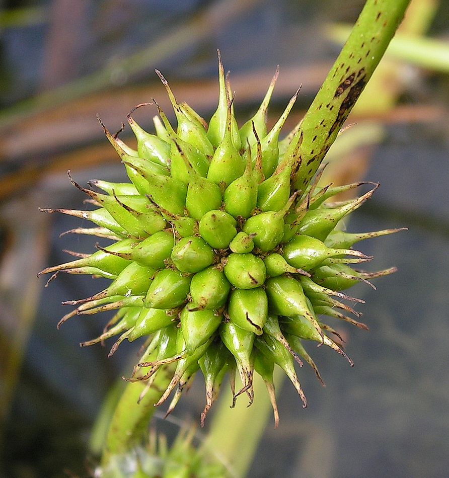 Изображение особи Sparganium stenophyllum.