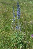 Delphinium speciosum. Цветущее растение. Республика Адыгея, плато Лаго-Наки, ур. Верх. Цица. 24.07.2012.