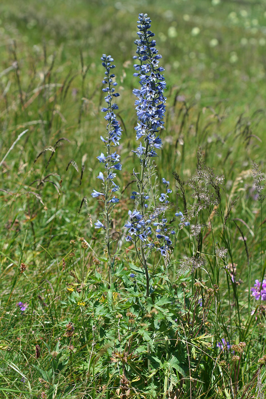 Изображение особи Delphinium speciosum.