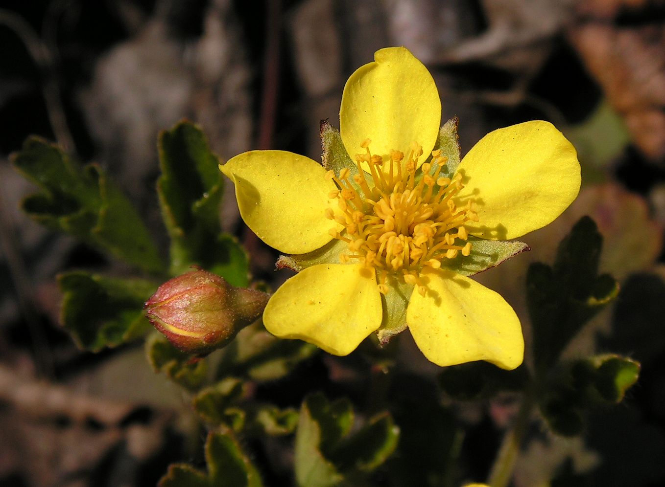 Image of Waldsteinia ternata ssp. maximowicziana specimen.