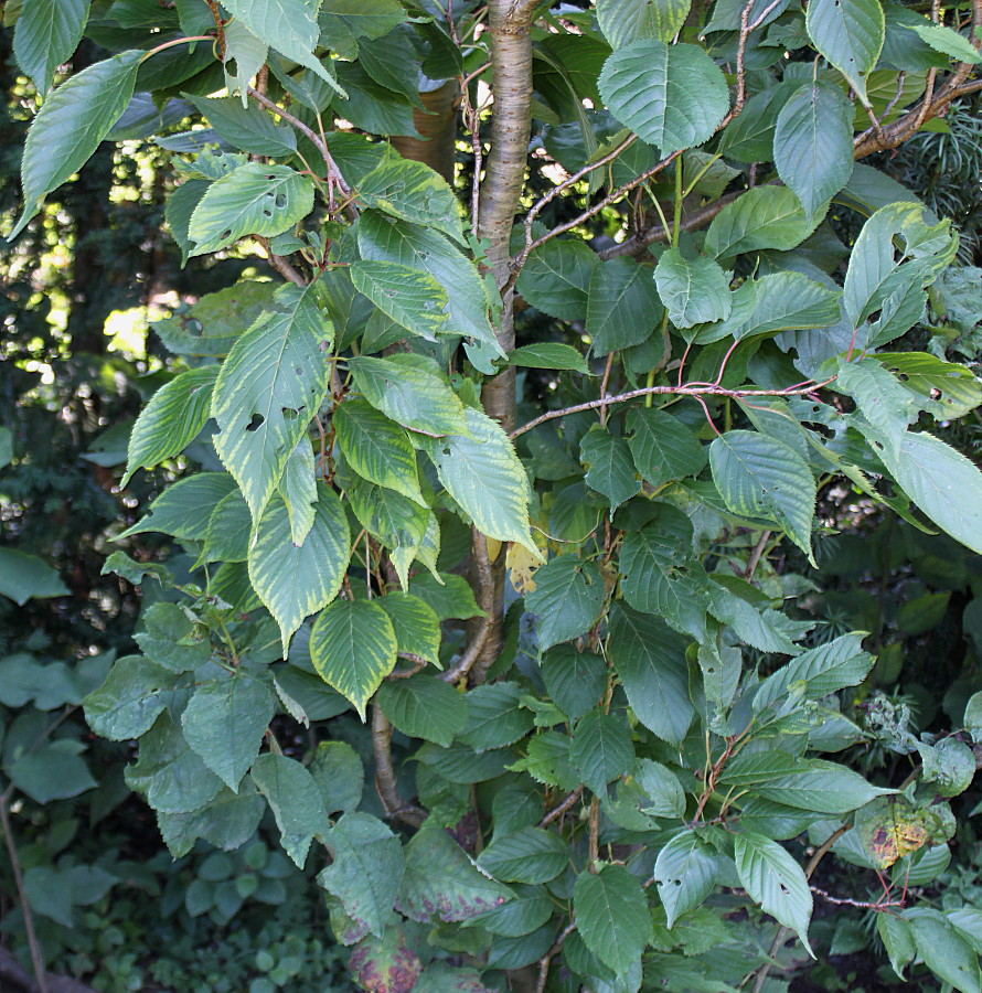 Изображение особи Prunus serrulata.