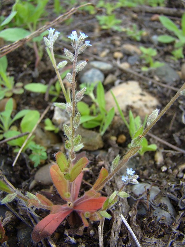 Image of Myosotis micrantha specimen.