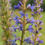 Veronica longifolia. Часть соцветия. Хабаровский край, Ванинский р-н, окр. пос. Высокогорный, разнотравный луг. 16.07.2012.