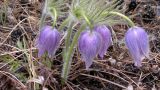 Pulsatilla multifida. Цветущее растение на западном склоне сопки. Республика Бурятия, окр. г. Улан-Удэ, долина р. Верхняя Березовка, опушка леса. 20.05.2012.