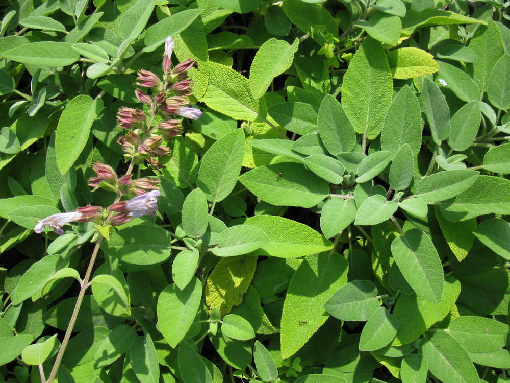 Image of Salvia tomentosa specimen.