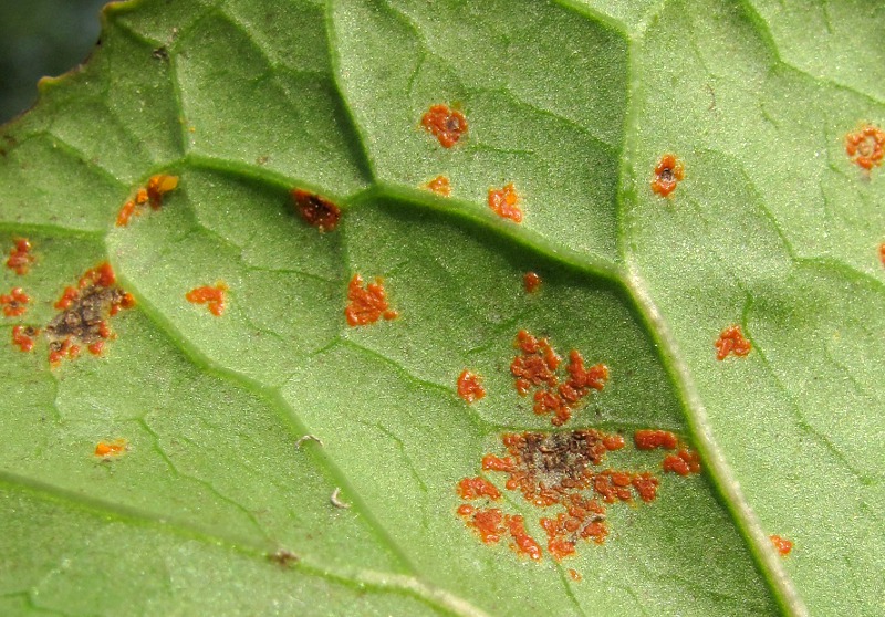 Image of Petasites radiatus specimen.