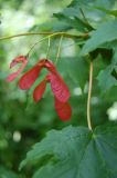 Acer trautvetteri