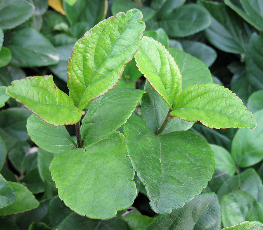 Image of Viburnum suspensum specimen.