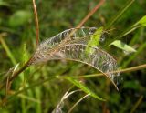 Epilobium maximowiczii. Раскрывшийся плод с семенами. Хабаровский край, Ванинский р-н, окр. пос. Высокогорный. 13.09.2012.