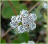 Antennaria dioica. Мужское соцветие. Нижегородская обл., Первомайский р-он, окрестности д. Корольковка. 15 мая 2009 г.