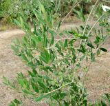 Olea europaea