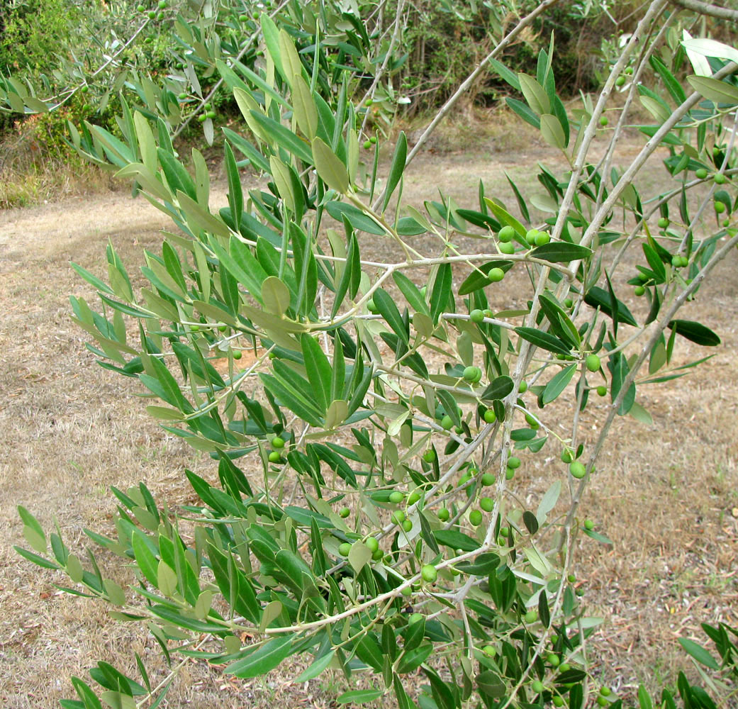 Image of Olea europaea specimen.