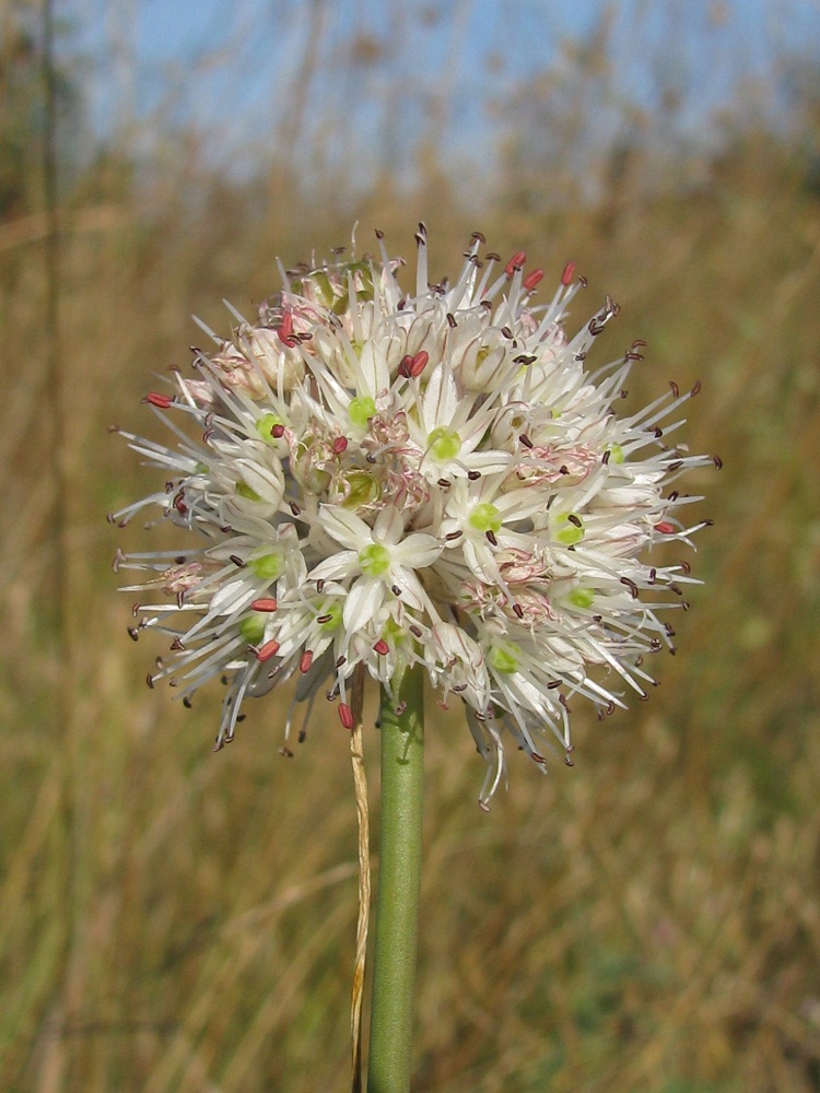 Image of Allium savranicum specimen.