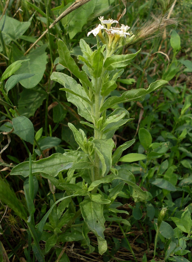 Image of Argusia sibirica specimen.