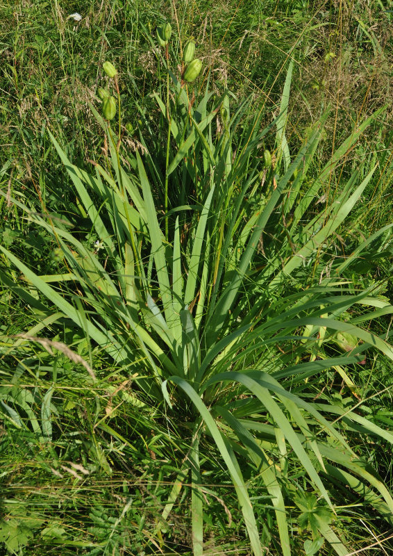 Image of Iris setosa specimen.