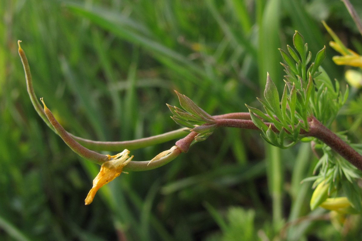 Изображение особи Hypecoum procumbens.