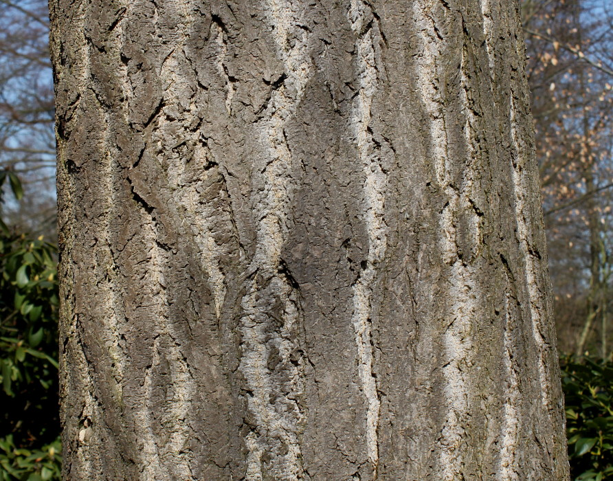 Image of Ginkgo biloba specimen.