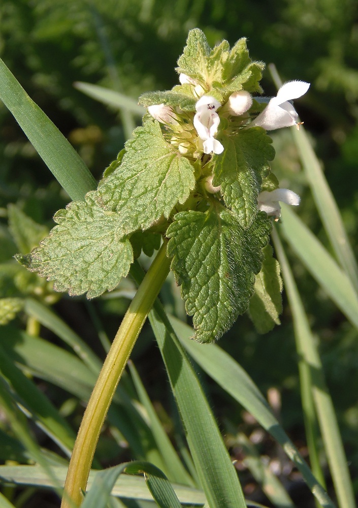 Изображение особи Lamium purpureum.