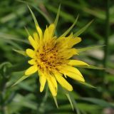 Tragopogon подвид major