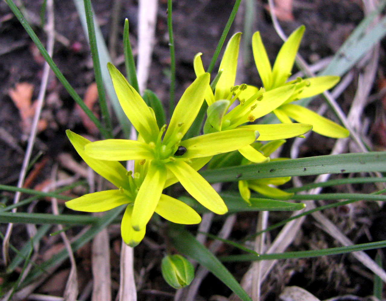 Image of genus Gagea specimen.