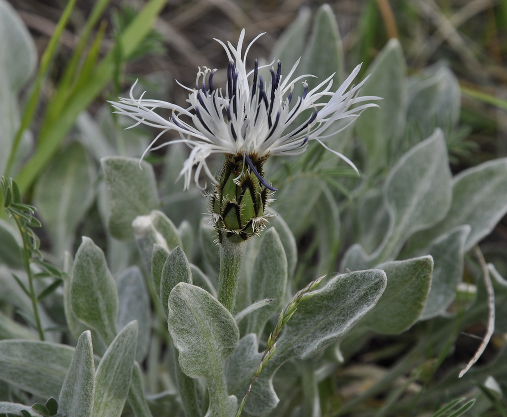 Изображение особи Centaurea pindicola.