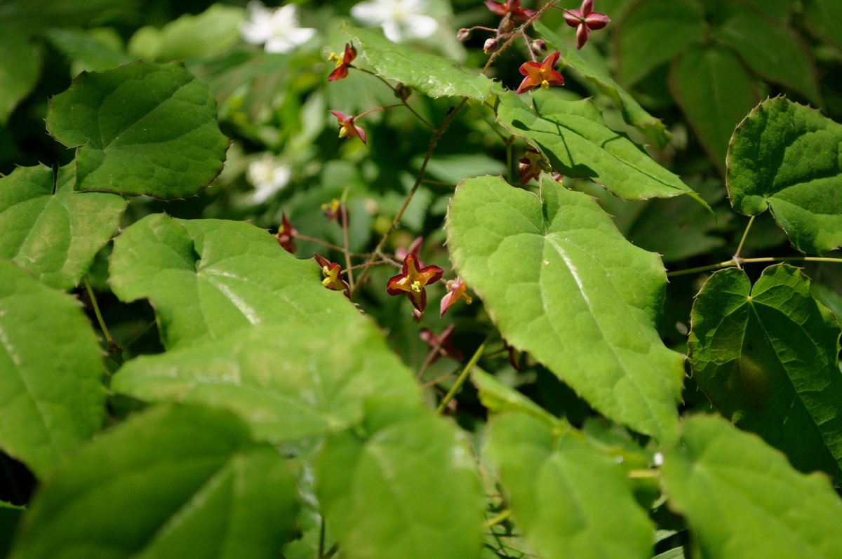 Изображение особи Epimedium alpinum.