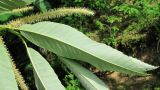 Castanea sativa. Лист (вид с обратной стороны) и мужские соцветия (на заднем плане). Абхазия, Гудаутский р-н, Мюссерский лесной массив. 09.06.2012.