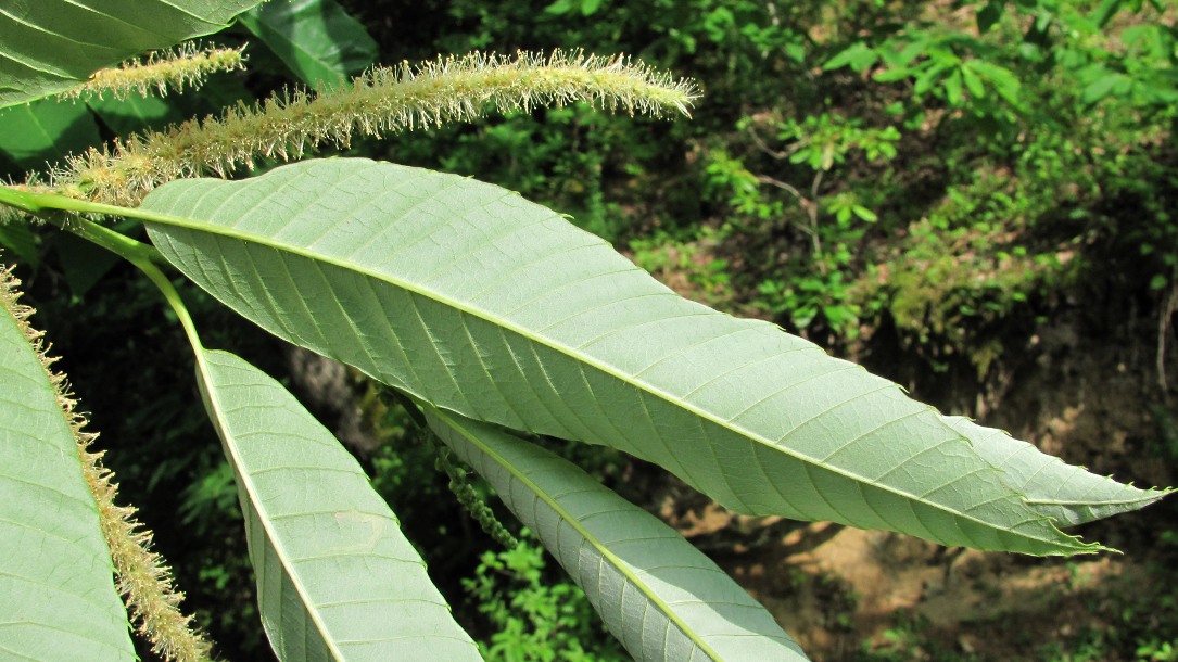 Image of Castanea sativa specimen.