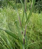 Tragopogon pratensis. Средняя часть побега. Московская обл., Лотошинский р-н, окр. дер. Савостино. 12.06.2013.