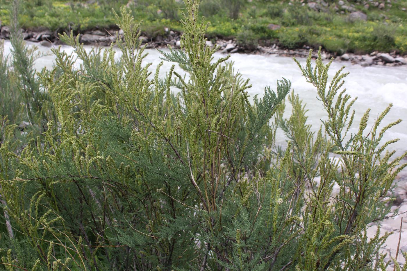 Image of Myricaria squamosa specimen.