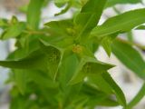 Euphorbia stricta. Верхушка цветущего растения. Крым, Ялта, ущелье Уч-Кош. 06.06.2009.