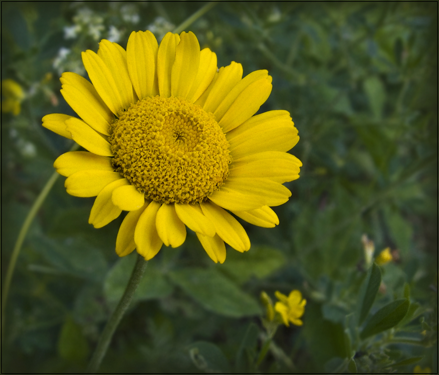 Image of Anthemis tinctoria specimen.