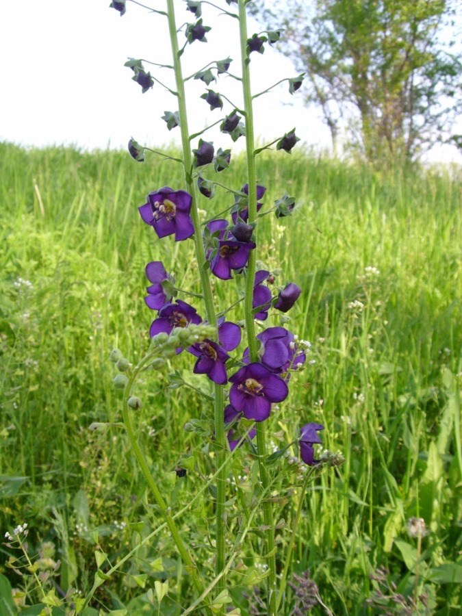 Изображение особи Verbascum phoeniceum.