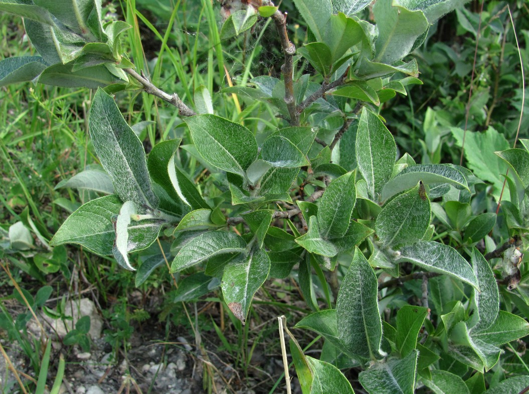 Image of Salix recurvigemmata specimen.