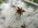 Clematis vitalba